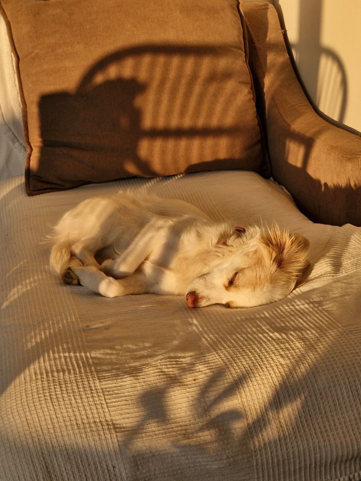 A dog asleep on a sofa in warm afternoon sunlight