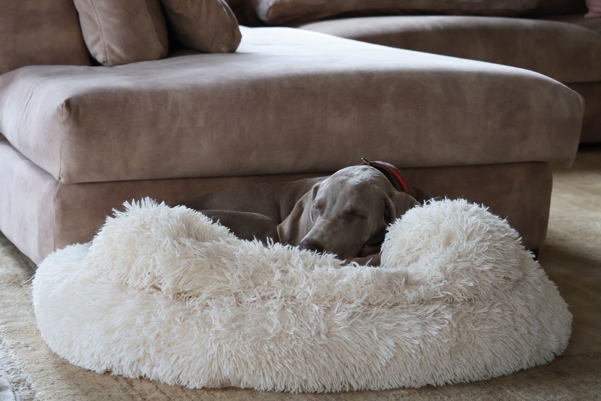 A Weimaraner curled up in a fluffy dog bed in a living room