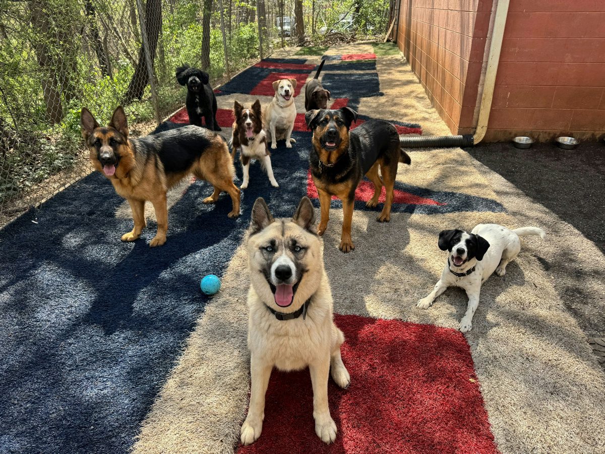 A group of dogs in a day care play yard, all looking at the camera