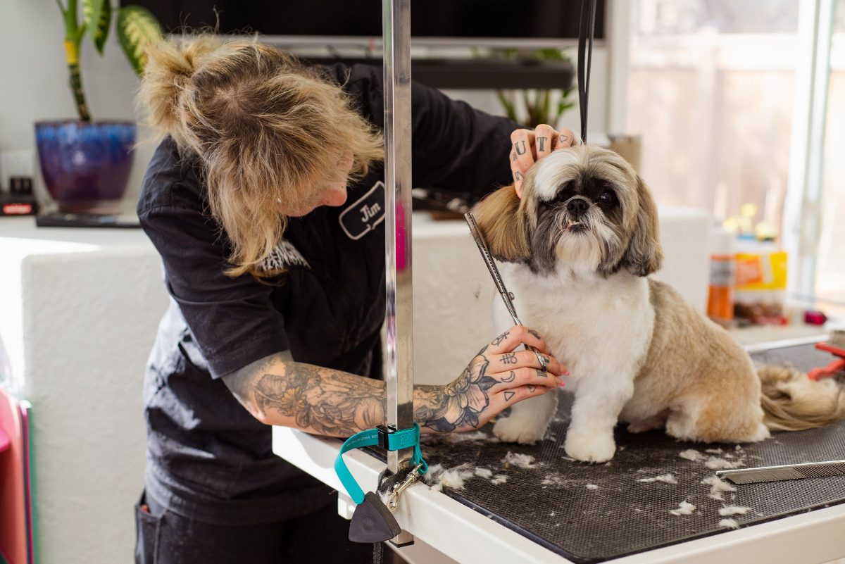 A groomer scissoring a Shih Tzu on the grooming table