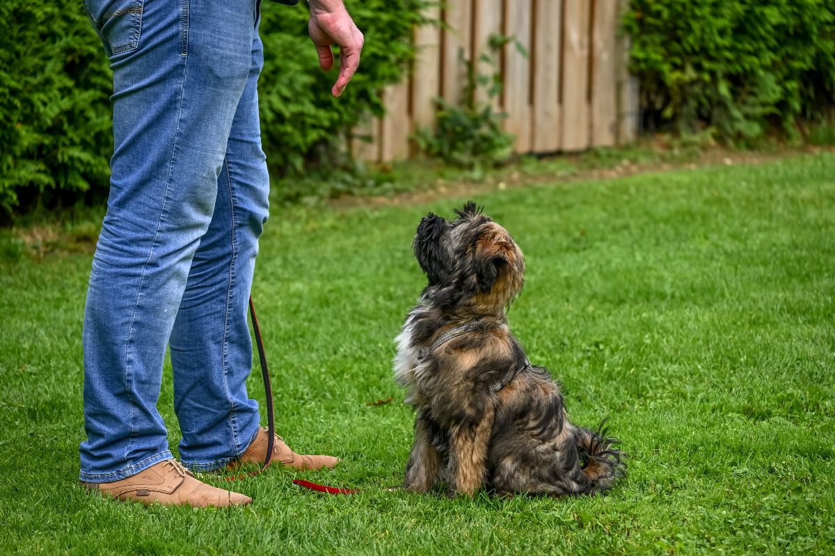 A dog sitting on the lawn, looking up at its trainer for the next cue
