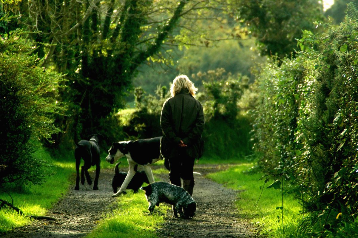 A dog walker with three dogs on a green, tree-lined footpath
