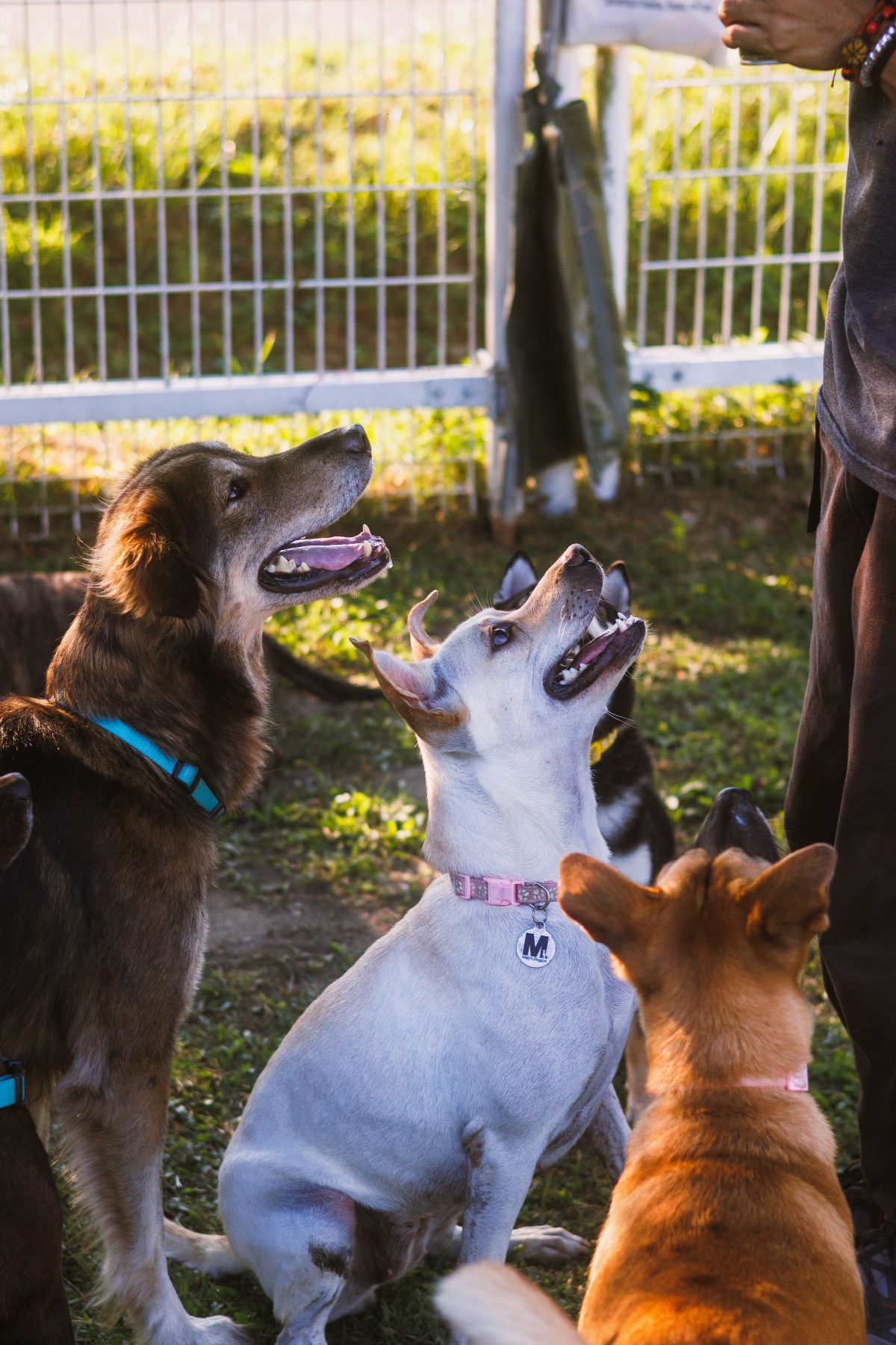 A group of dogs gathered round a carer in a fenced play area, all looking up