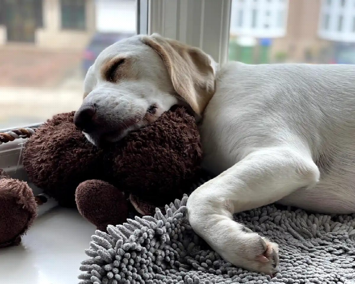 Archie fast asleep on a windowsill, curled round a brown teddy bear
