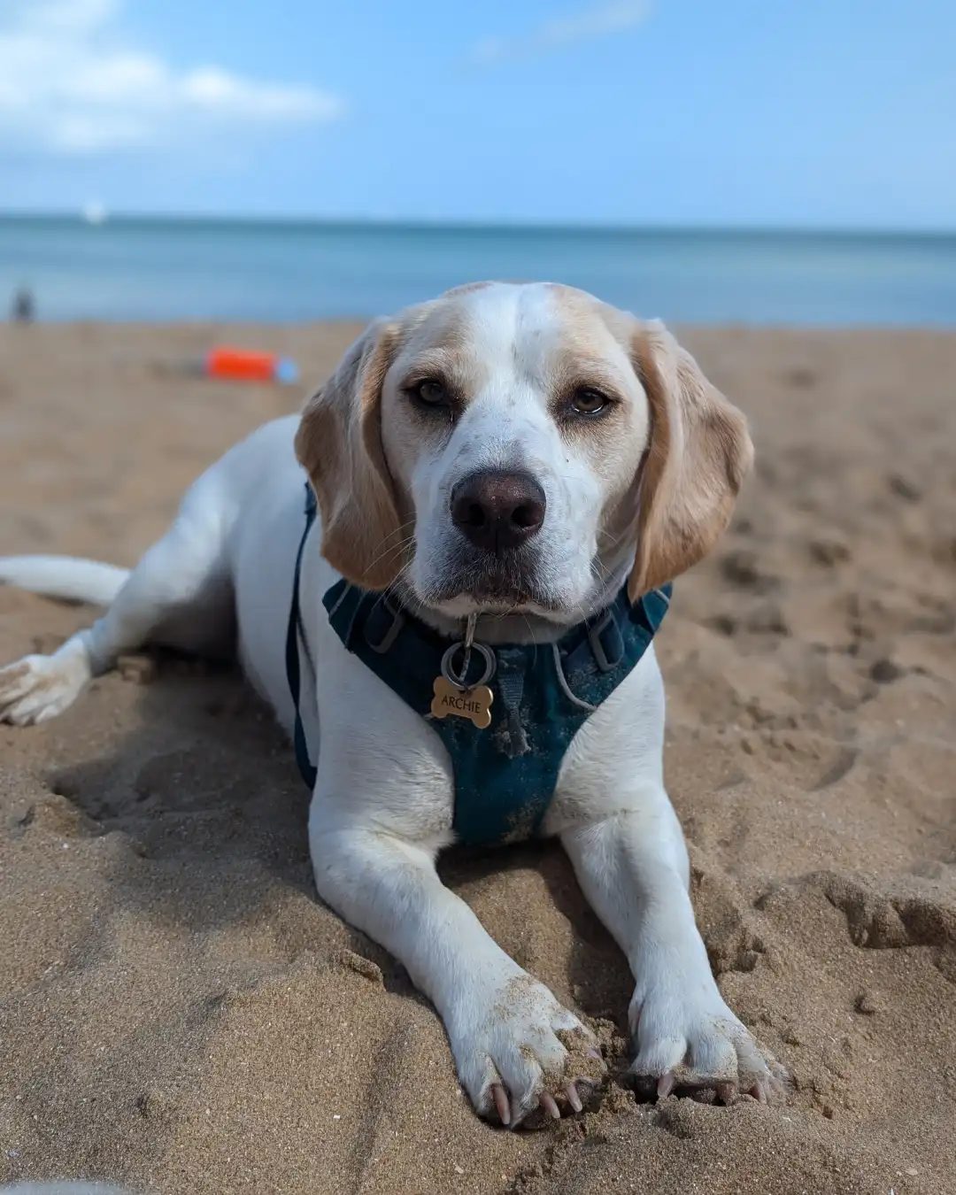 Archie lying on the sand at the beach in his harness, the sea behind him