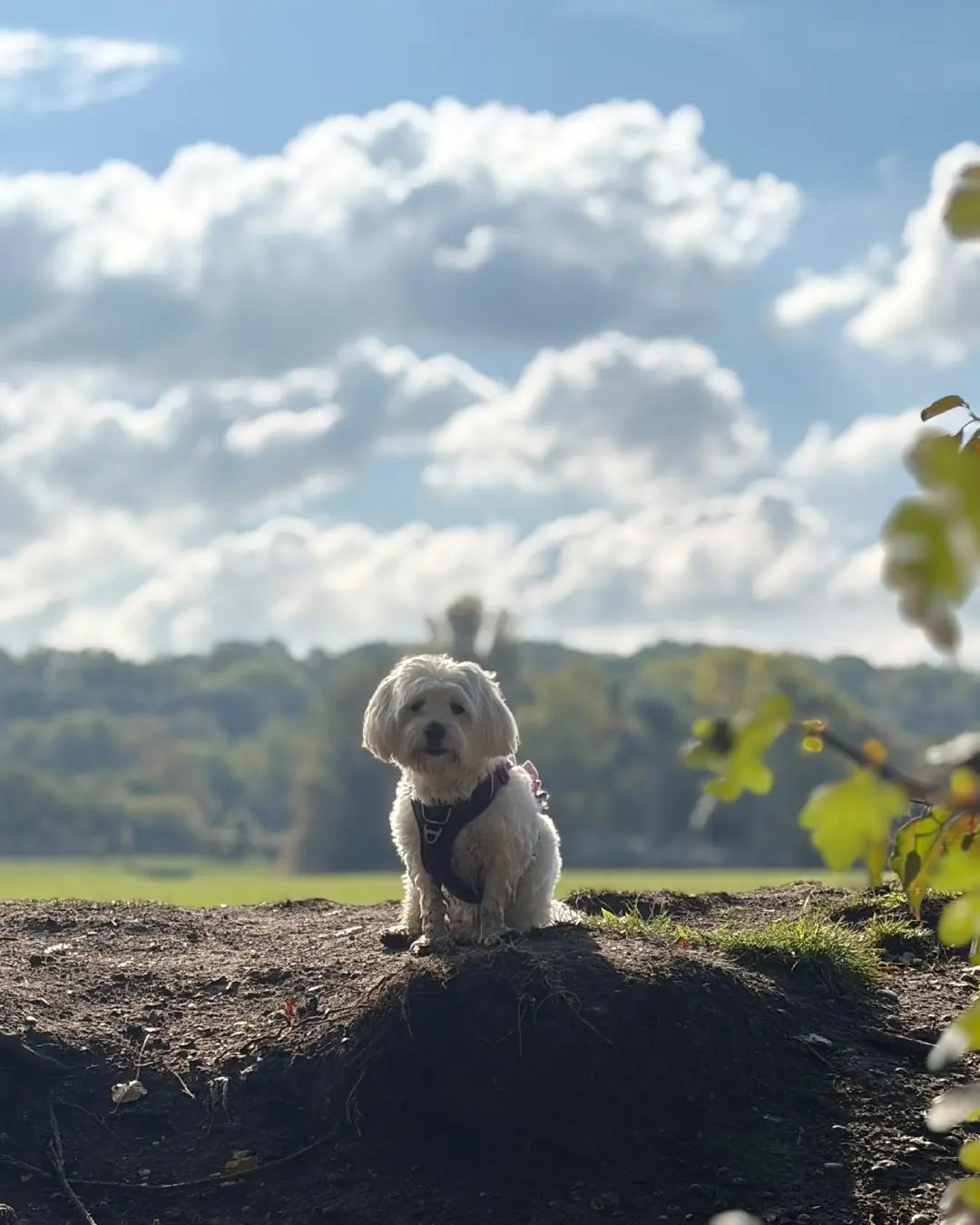 Lola sitting on top of a grassy mound under a big sky of white clouds