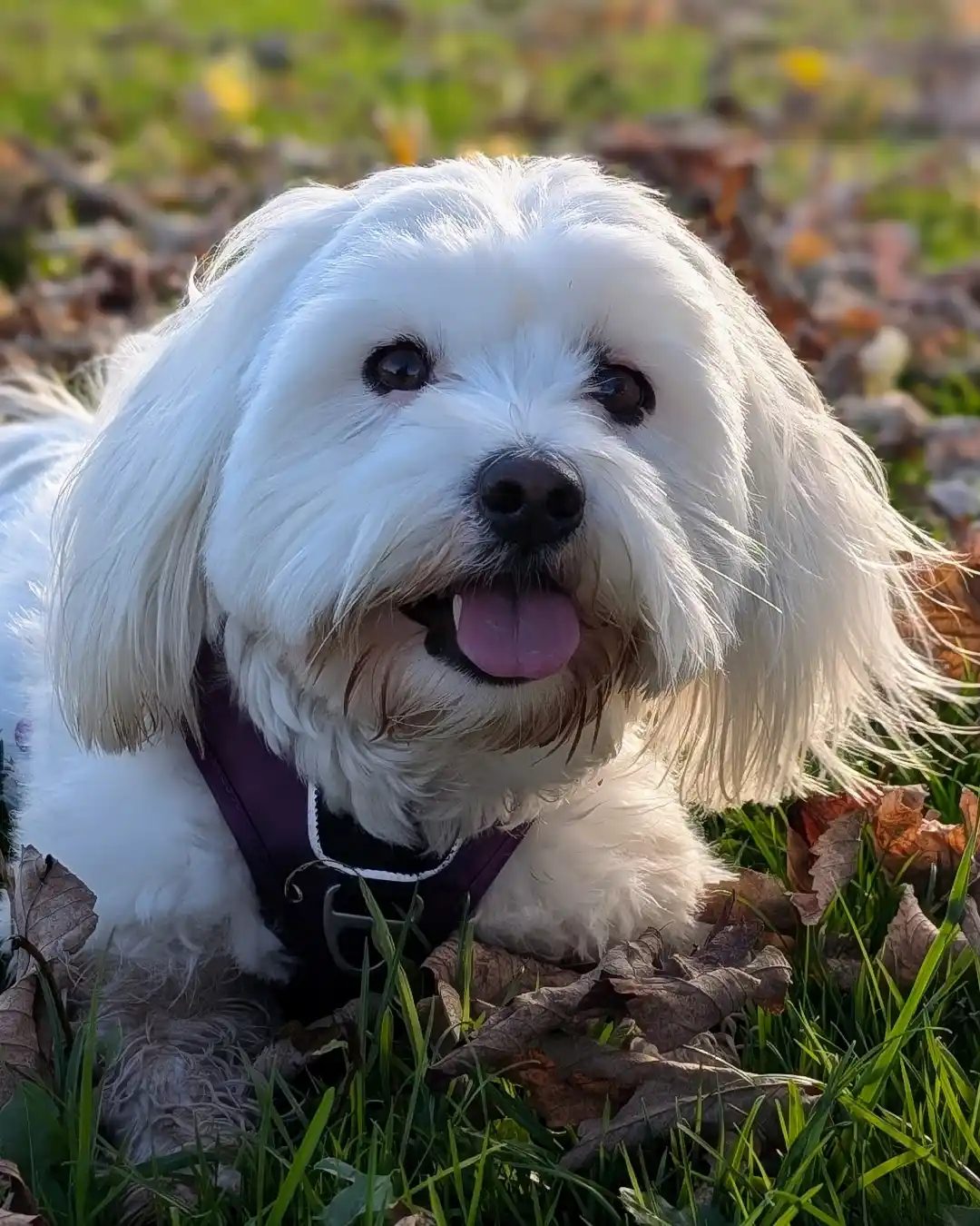 Lola lying in autumn leaves with her tongue out