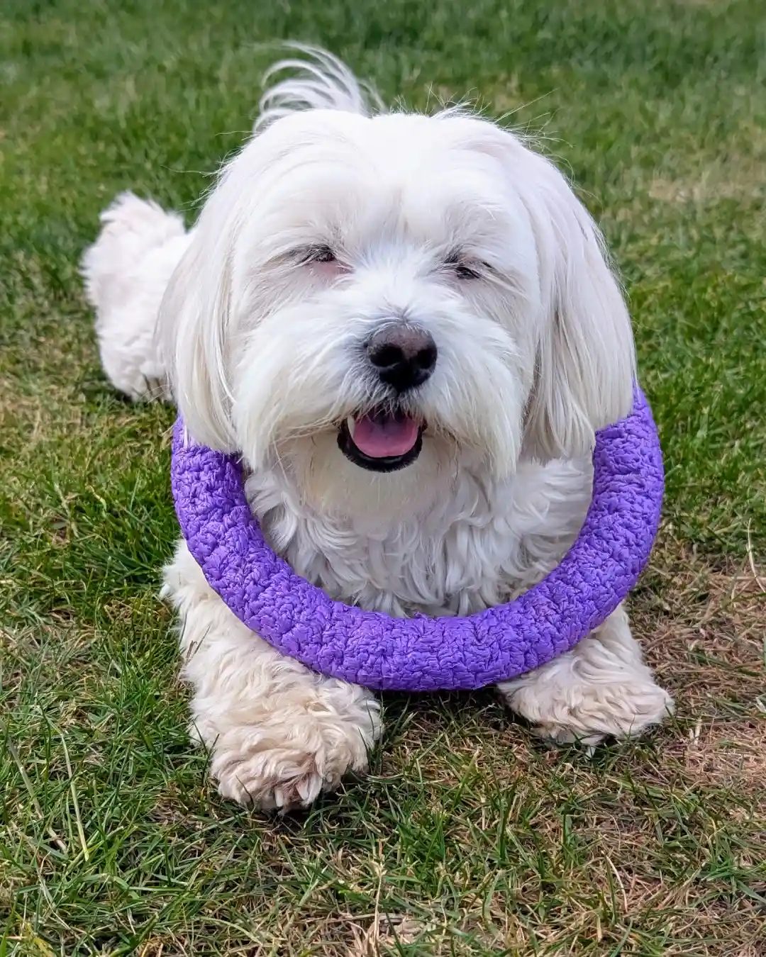 Lola on the lawn with a purple ring toy around her neck