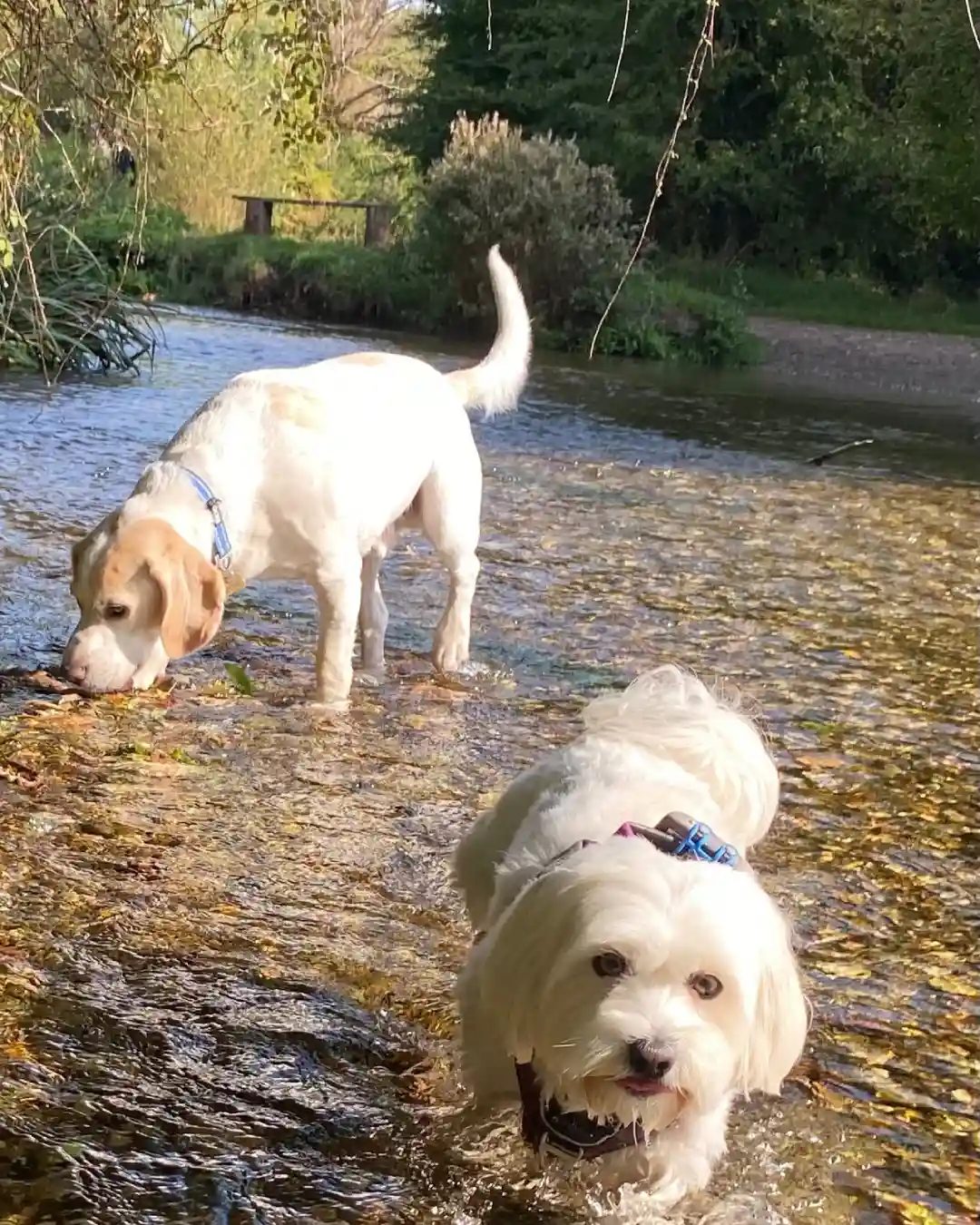 Archie and Lola paddling in a shallow woodland stream