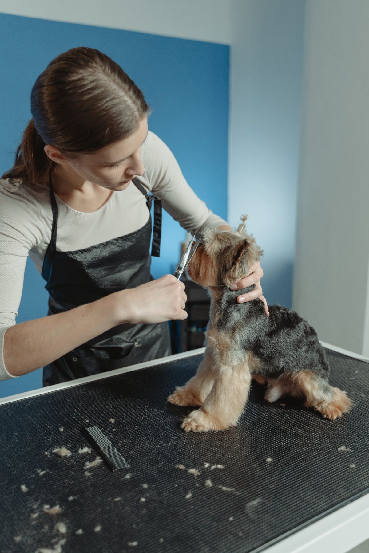 A groomer trimming a Yorkshire Terrier on the grooming table