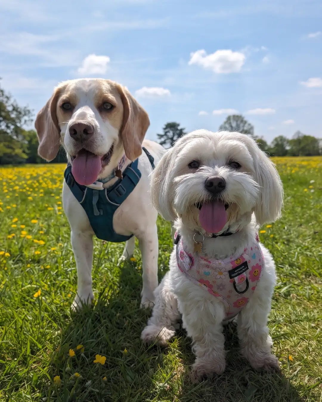 Archie, a Beagle-Spaniel cross, and Lola, a Maltese-Shih Tzu, grinning in a sunny field of buttercups