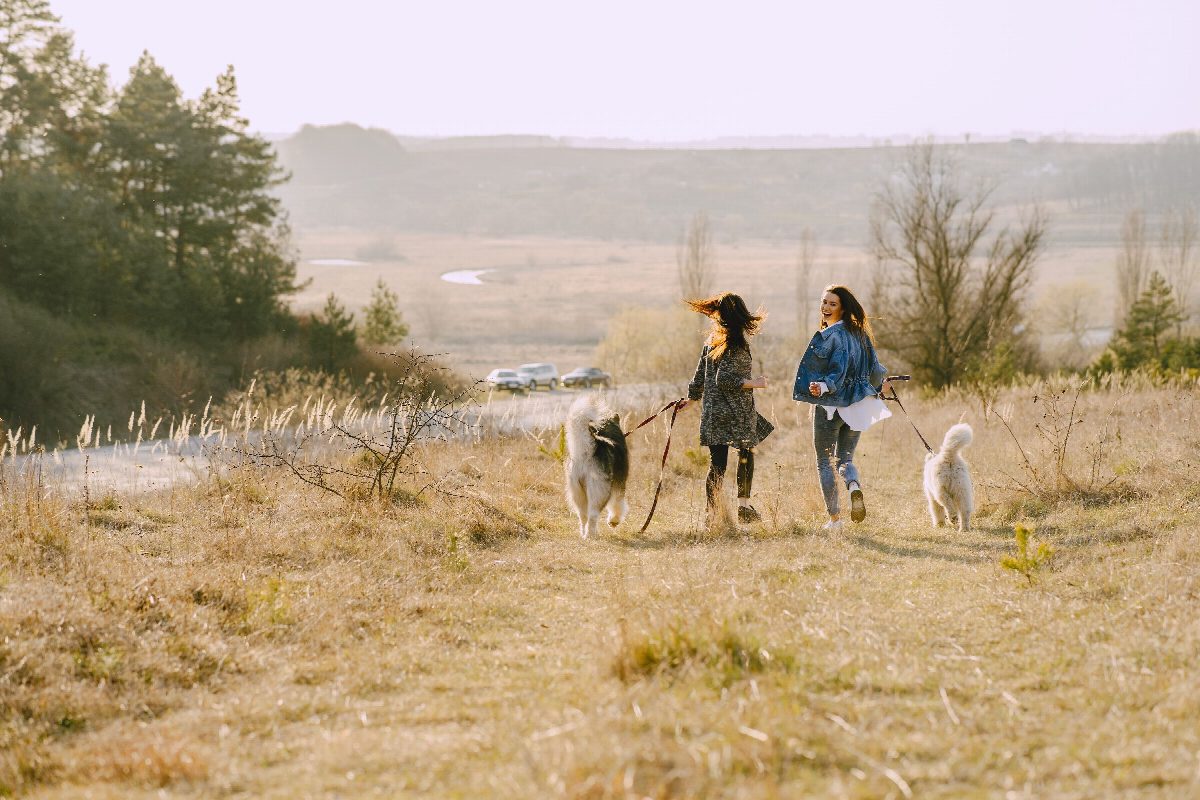Two people walking their dogs across an open field