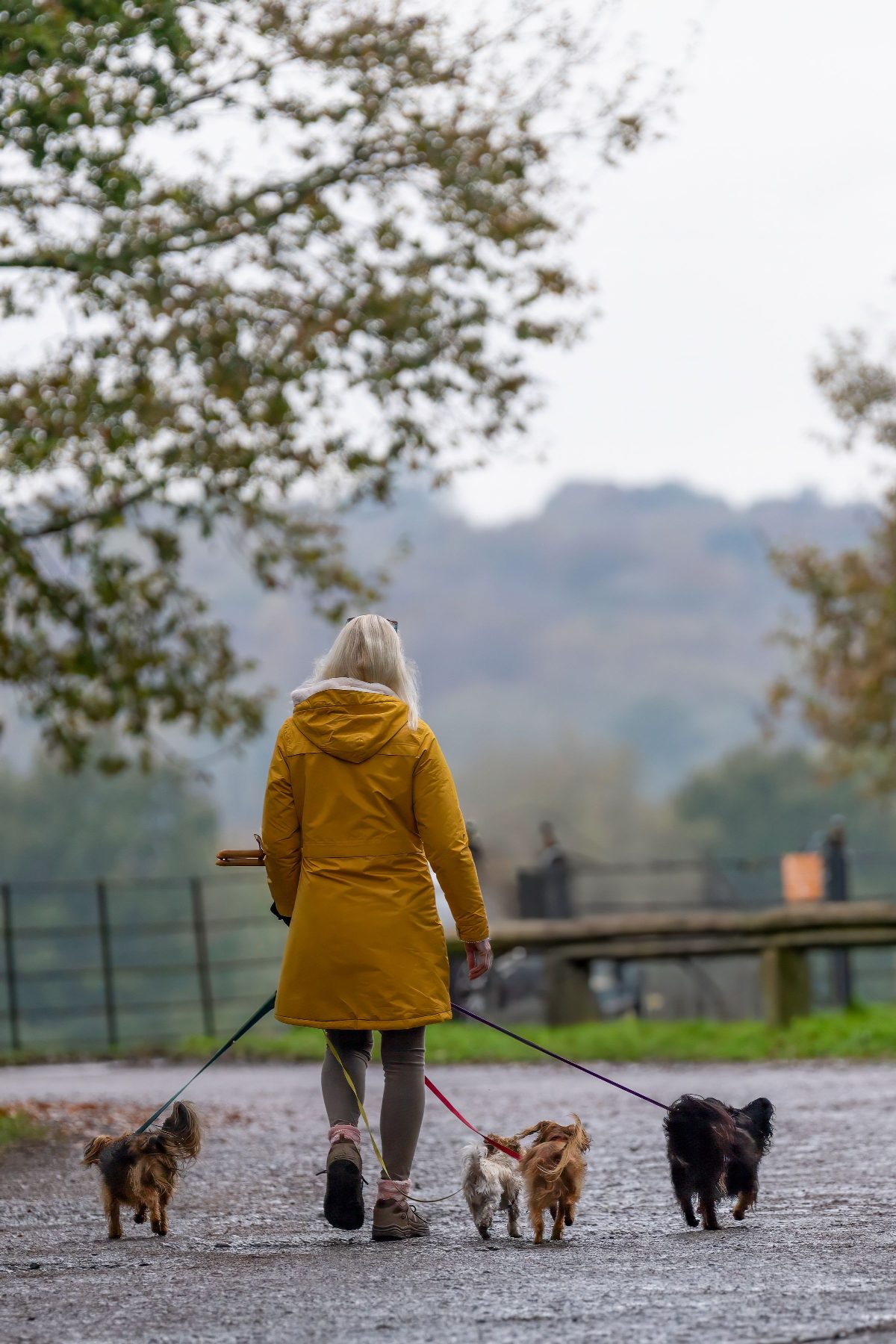 A dog walker in a yellow coat with three small dogs on an autumn path in England